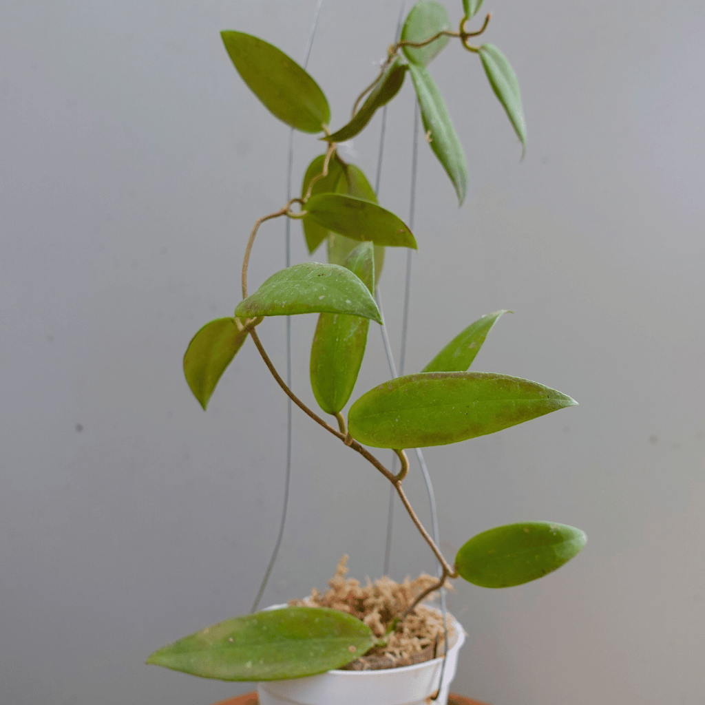 Hoya Minahasae