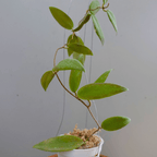 Hoya Minahasae
