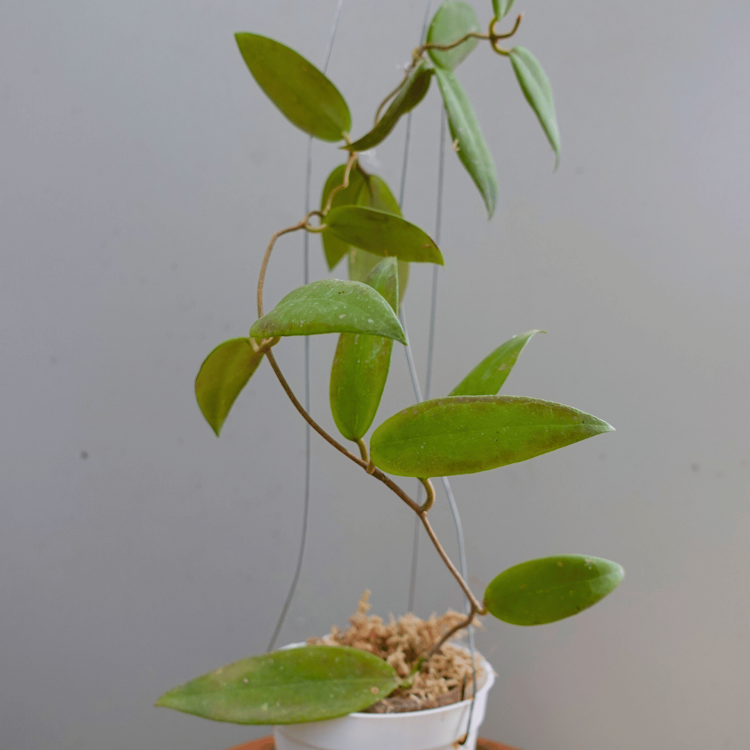 Hoya Minahasae