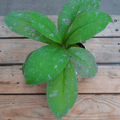 Hoya Mitrata Splash