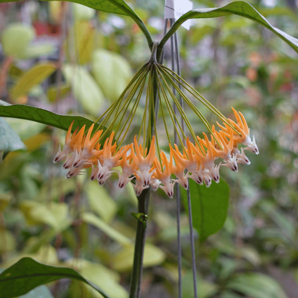 Hoya Multiflora Javanika