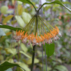 Hoya Multiflora Javanika