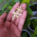 Hoya Multiflora Minisplash