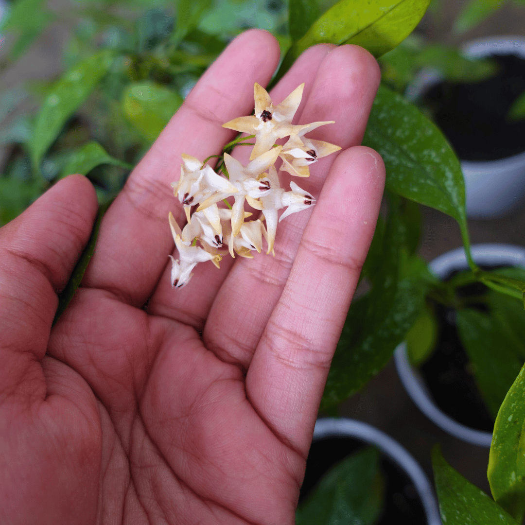 Hoya Multiflora Minisplash