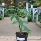 Hoya Multiflora Splash
