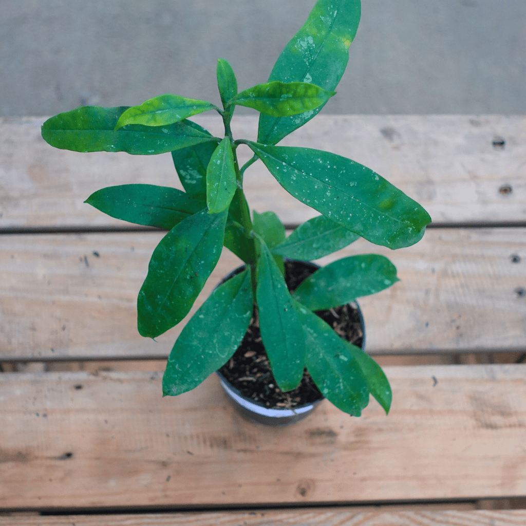 Hoya Multiflora Splash