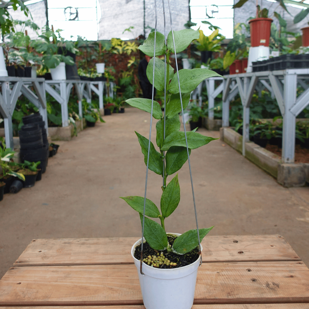 Hoya Polyneura Brogot