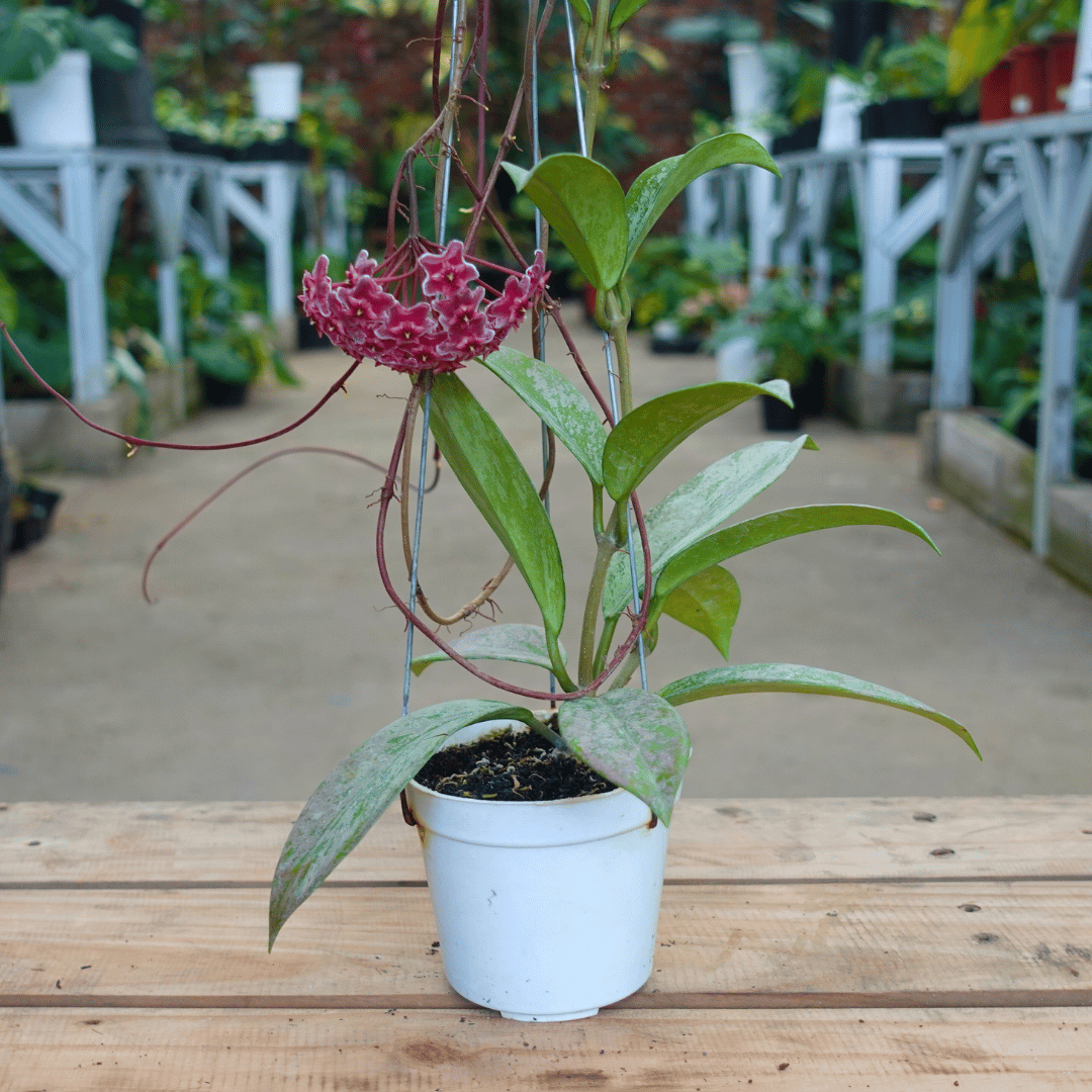 Hoya Pubicalix Splash
