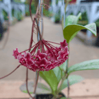 Hoya Pubicalix Splash