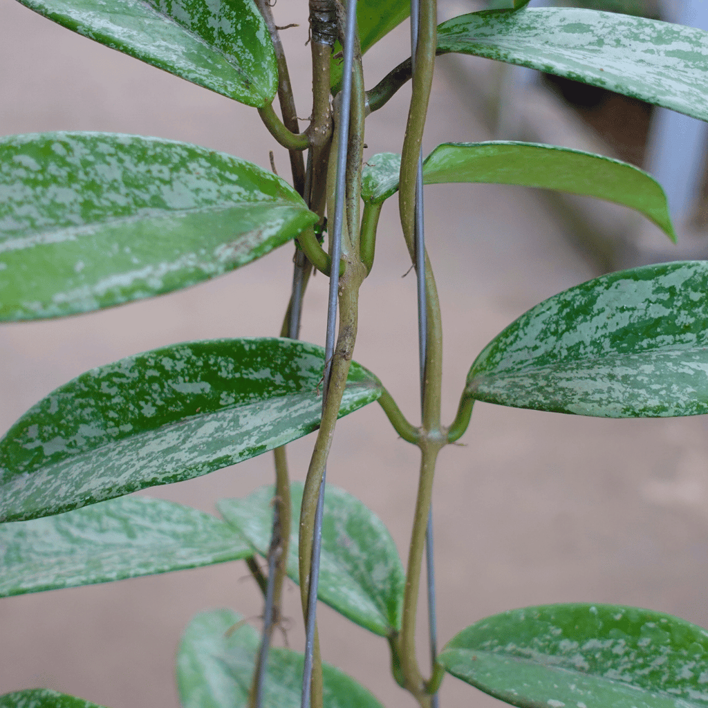 Hoya Pubicalix Splash