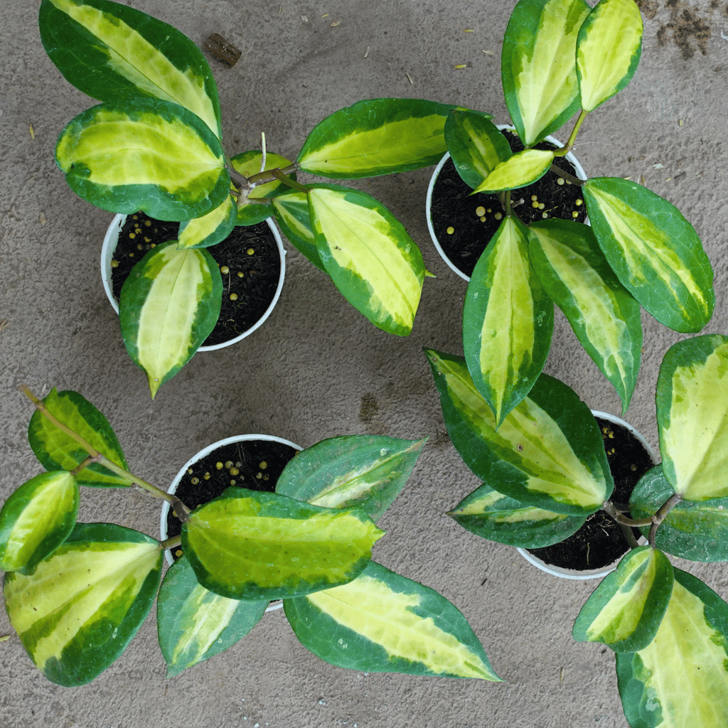 Hoya Queensy