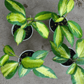 Hoya Queensy