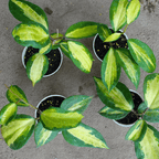 Hoya Queensy