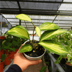 Hoya Queensy