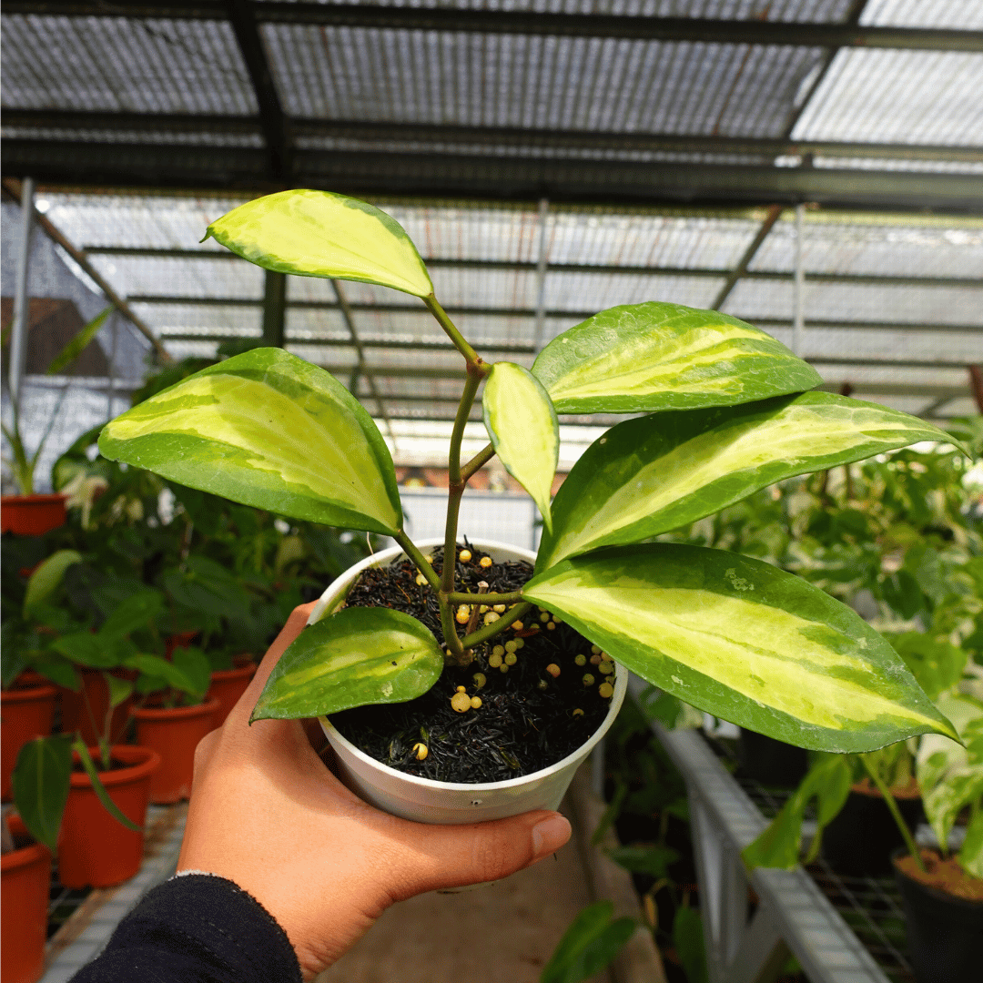 Hoya Queensy