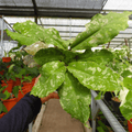 Hoya Undulata Army Splash