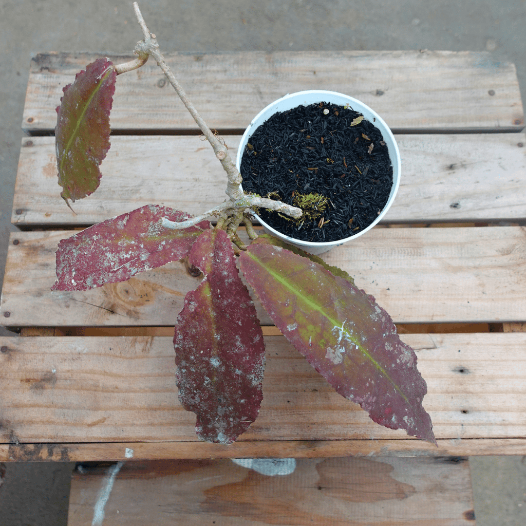 Hoya Undulata Red (Sunstress)