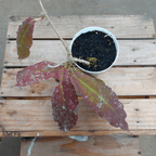 Hoya Undulata Red (Sunstress)
