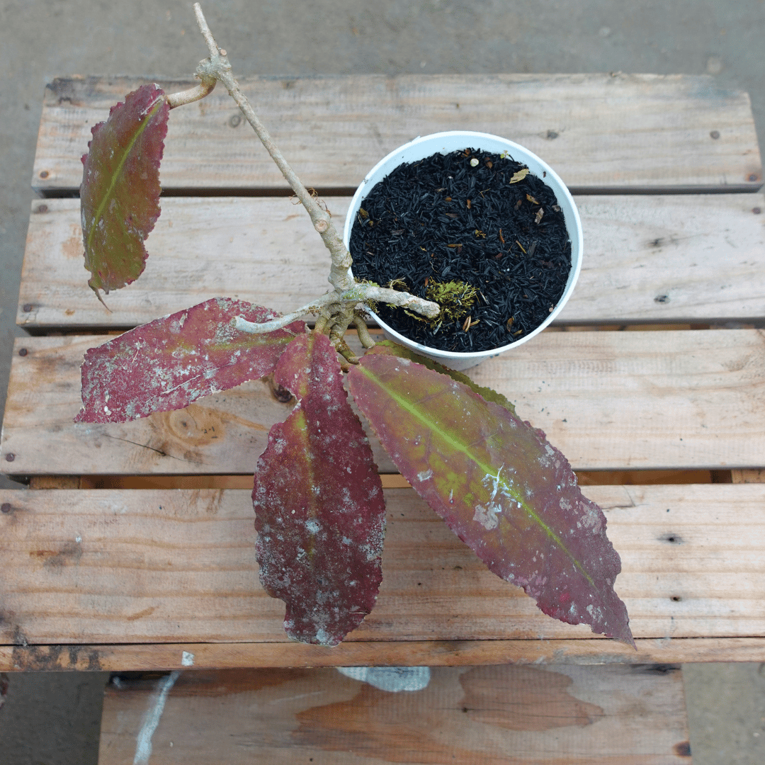 Hoya Undulata Red (Sunstress)