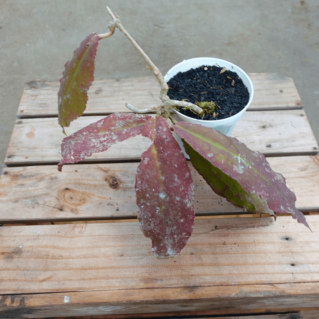 Hoya Undulata Red (Sunstress)
