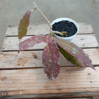 Hoya Undulata Red (Sunstress)