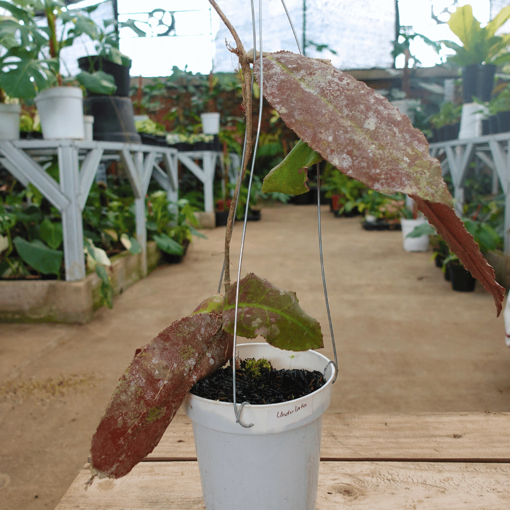 Hoya Undulata Red (Sunstress)