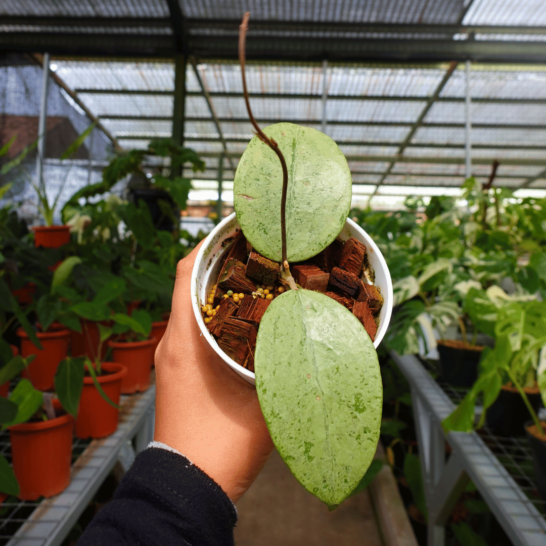 Hoya Verticilata Silver
