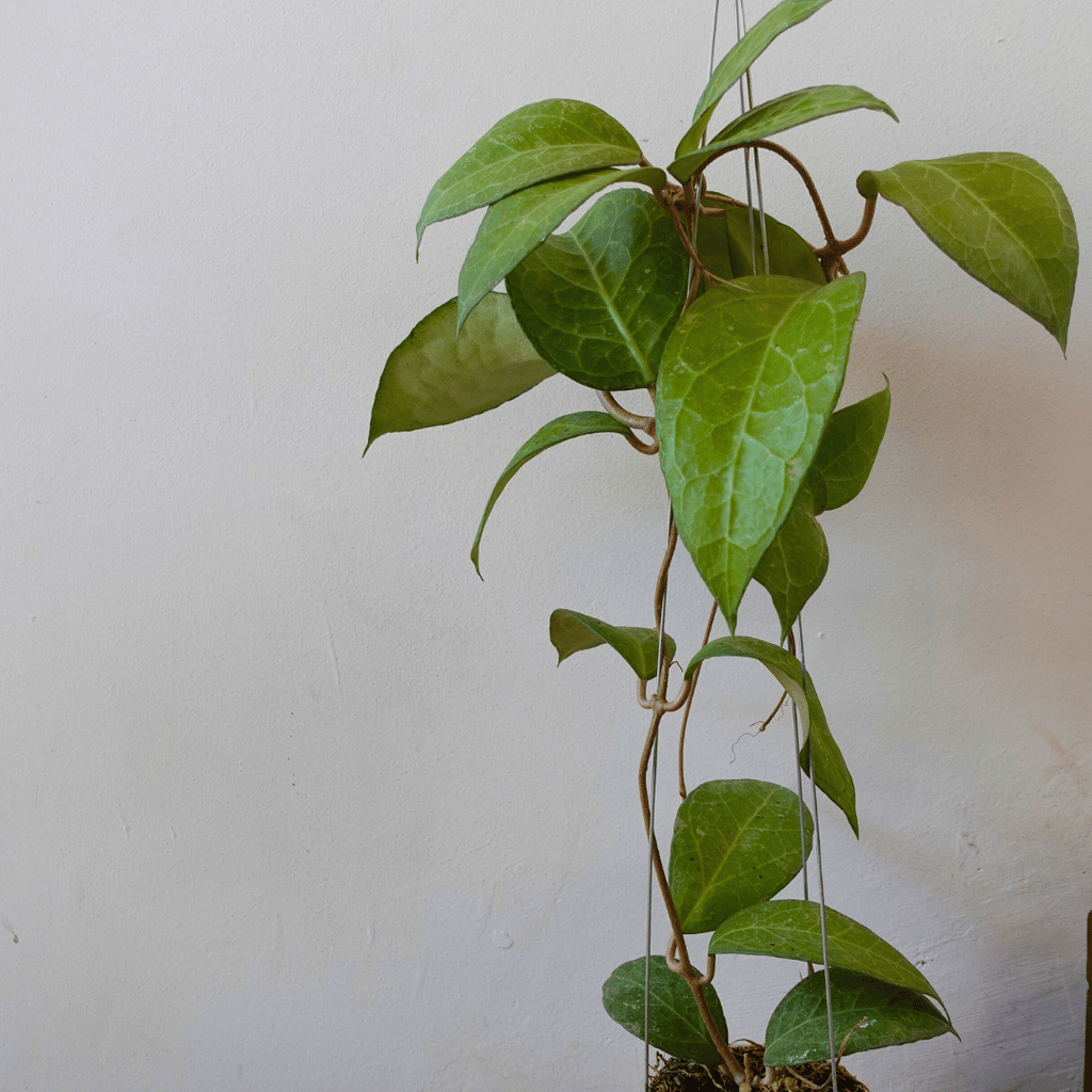 Hoya Verticilata Wayang