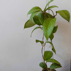 Hoya Verticilata Wayang