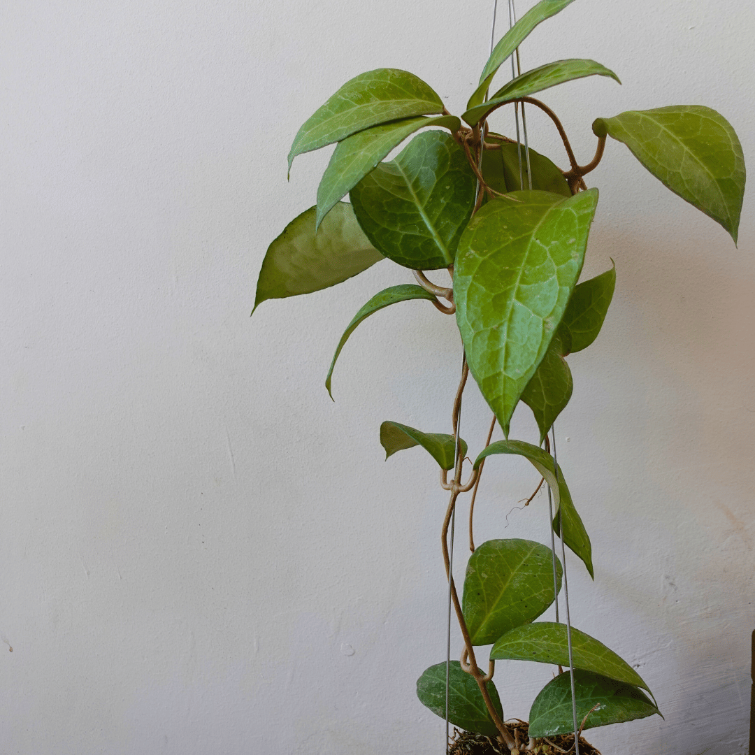 Hoya Verticilata Wayang