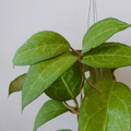 Hoya Verticilata Wayang