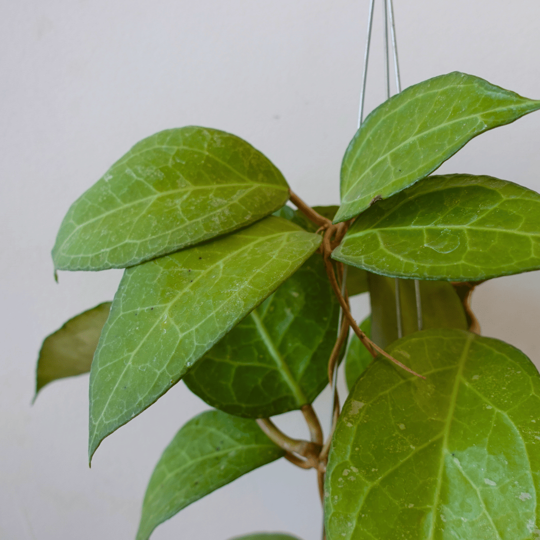 Hoya Verticilata Wayang