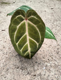 Anthurium Hulk Java x Michelle