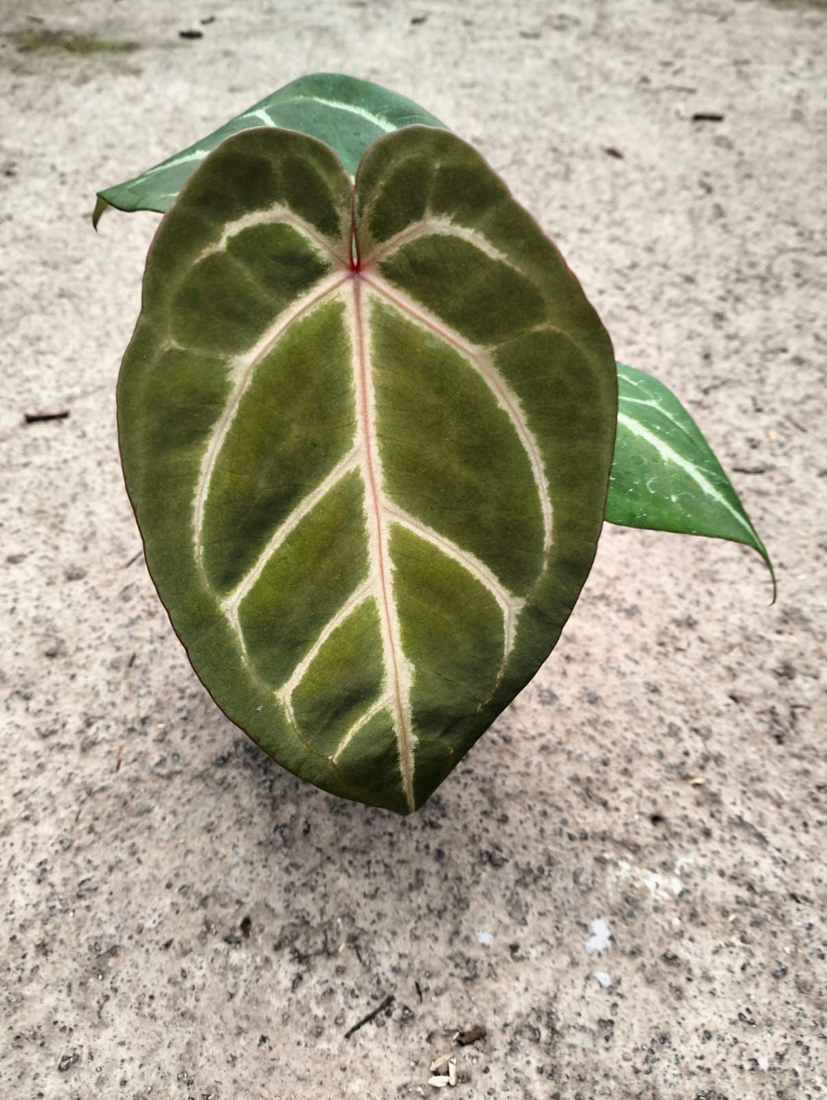 Anthurium Hulk Java x Michelle