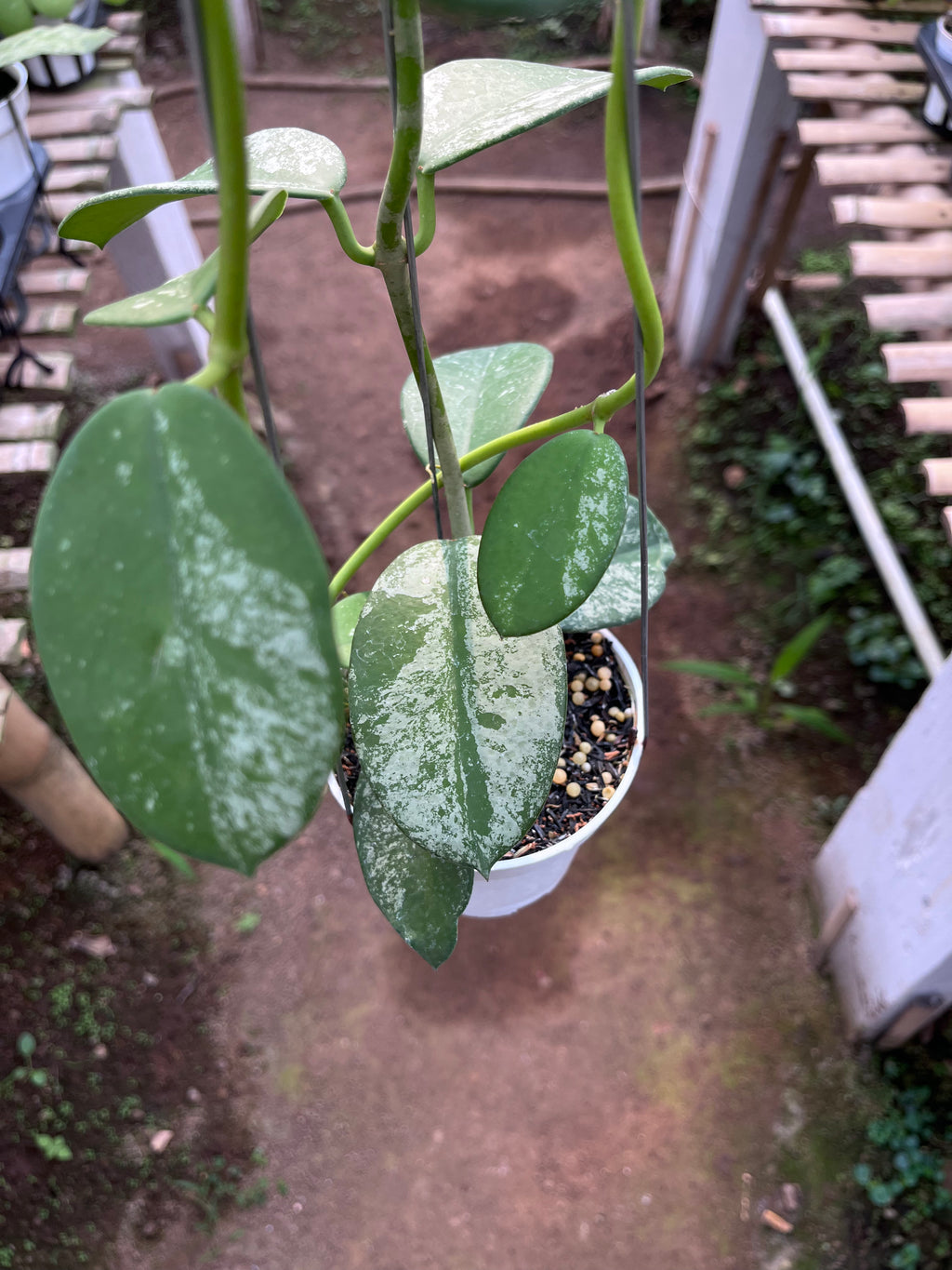 Hoya Diversifolia Mahadewi