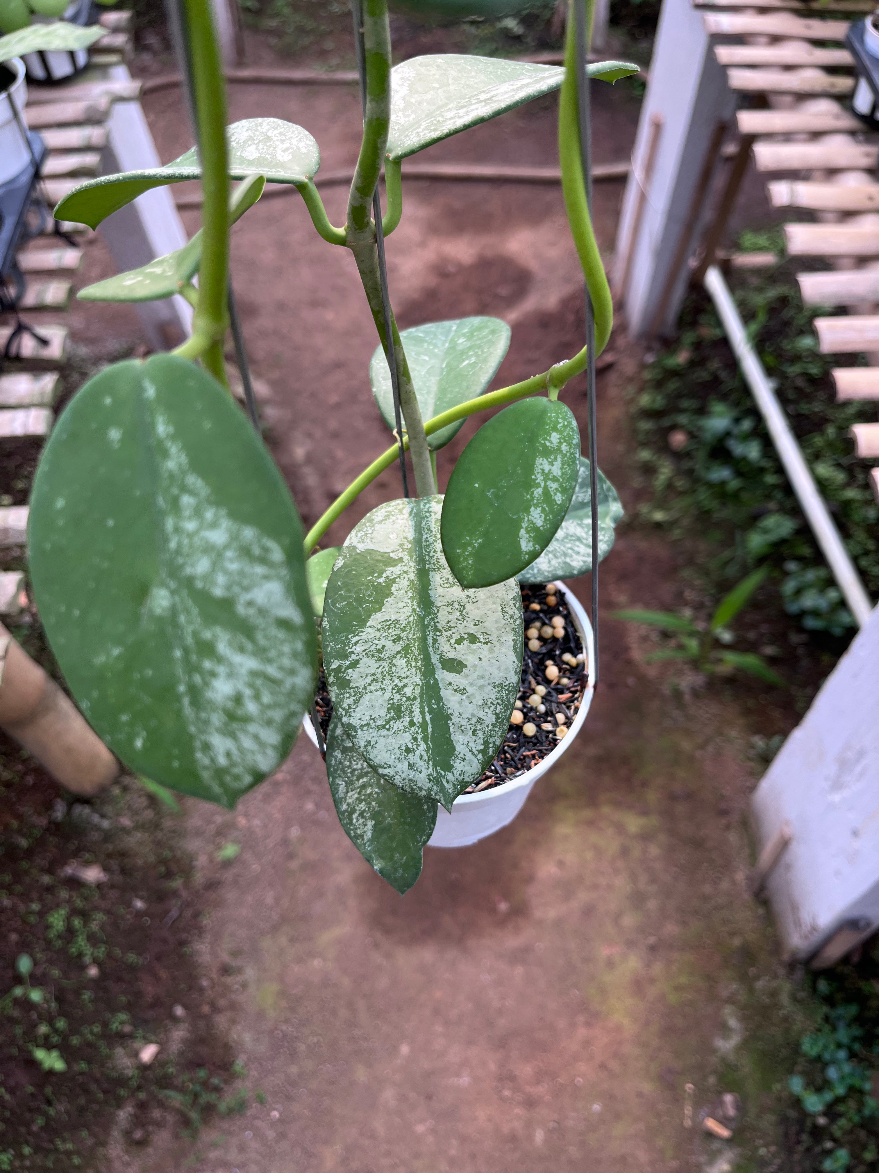 Hoya Diversifolia Mahadewi