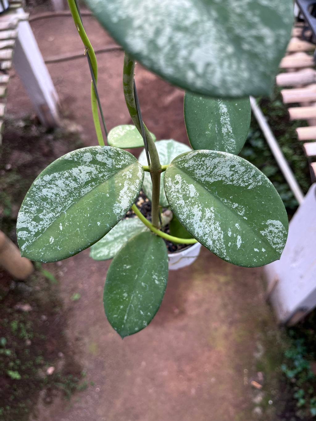 Hoya Diversifolia Mahadewi