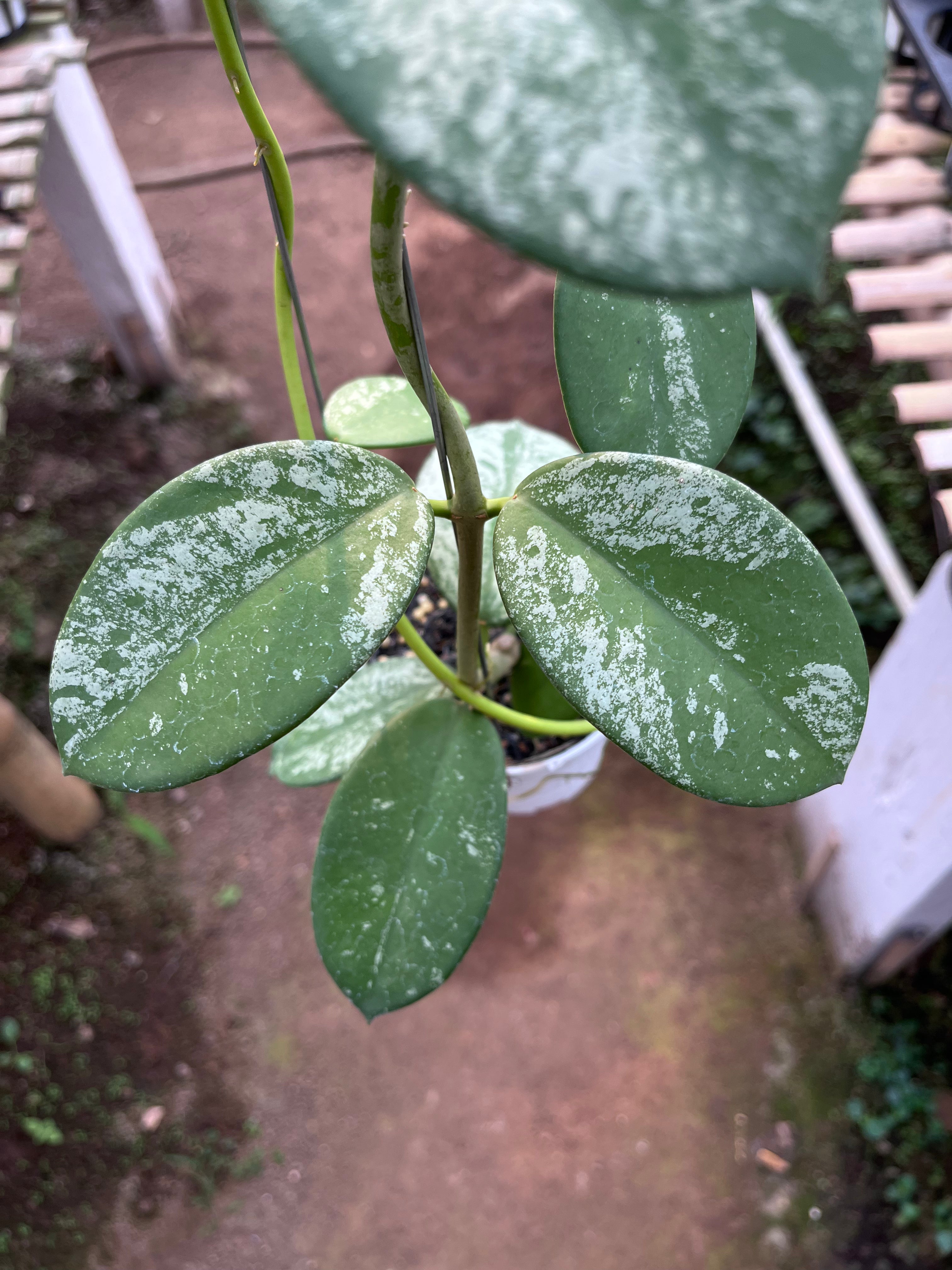 Hoya Diversifolia Mahadewi