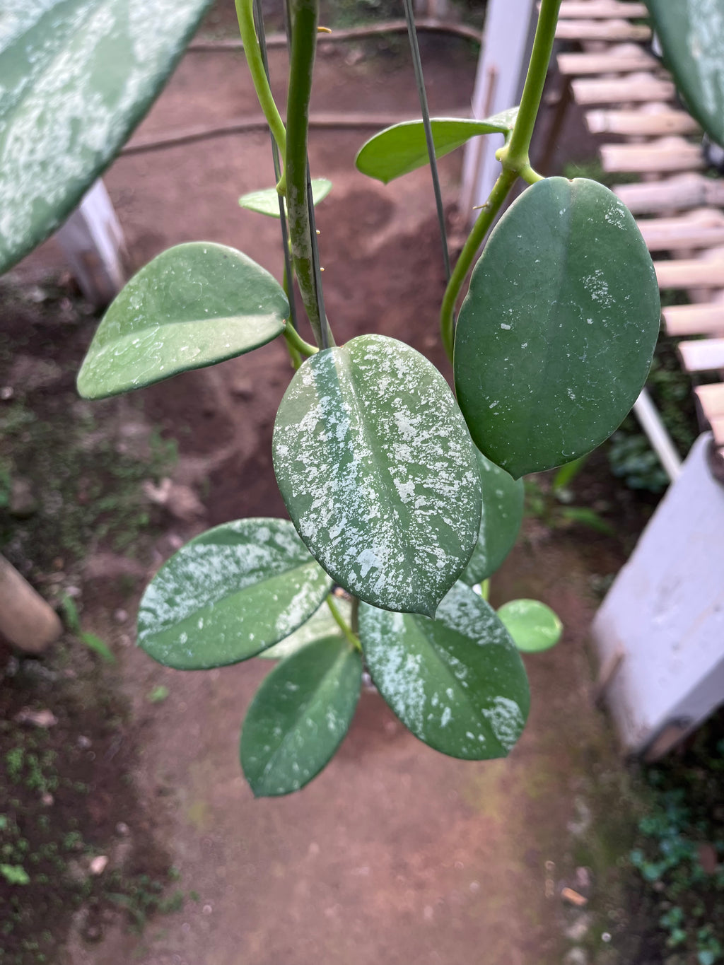 Hoya Diversifolia Mahadewi