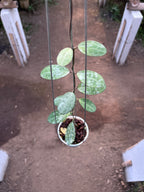 Hoya Elliptica High Splash