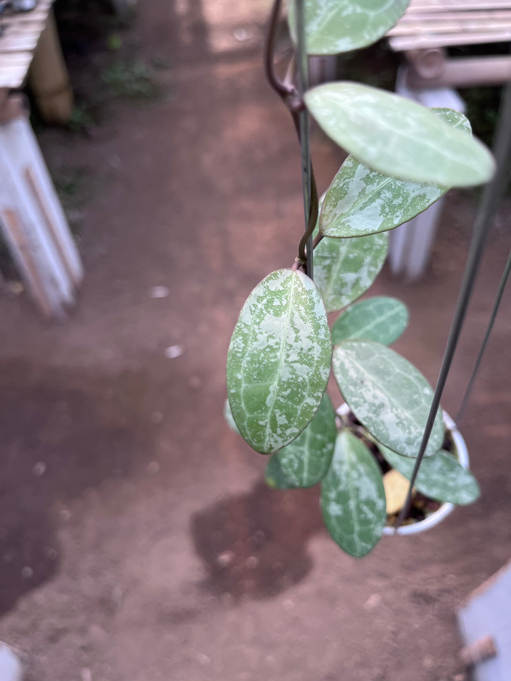 Hoya Elliptica High Splash