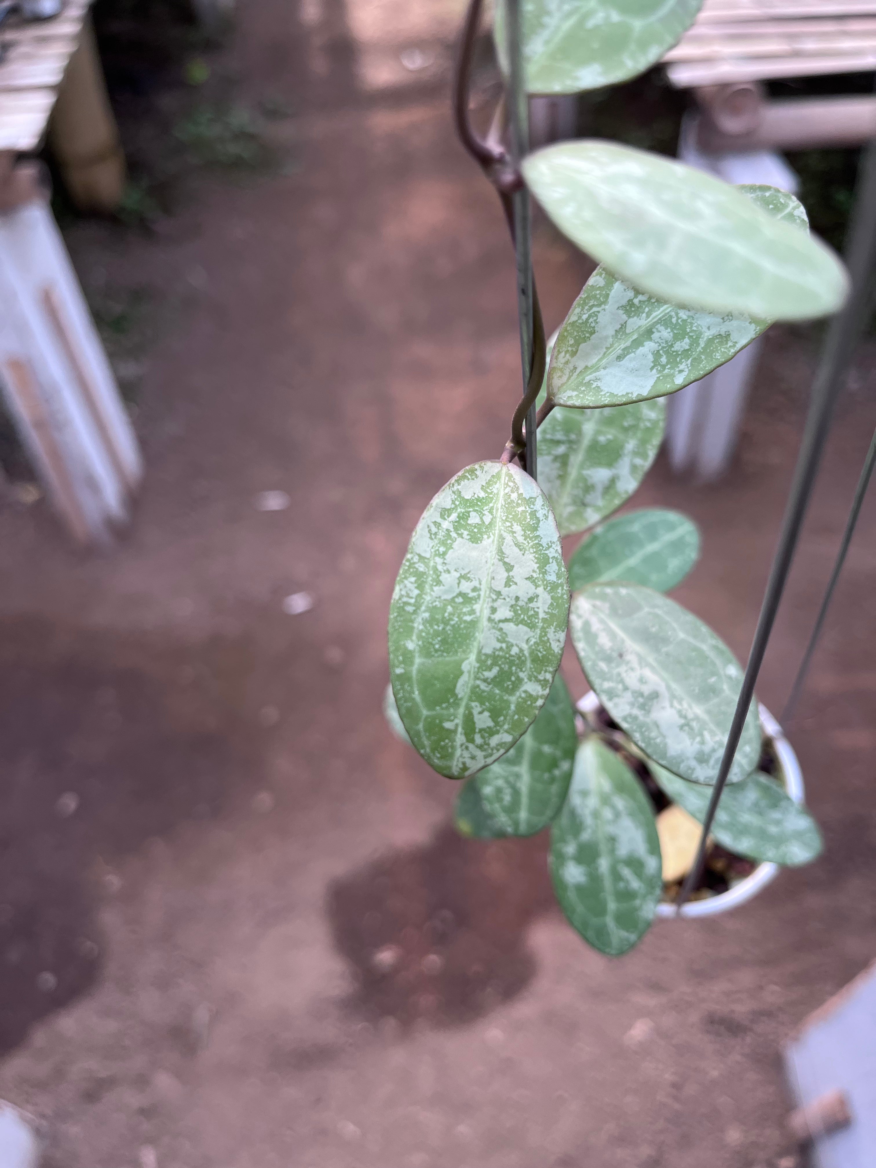 Hoya Elliptica High Splash
