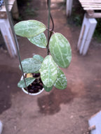 Hoya Elliptica High Splash
