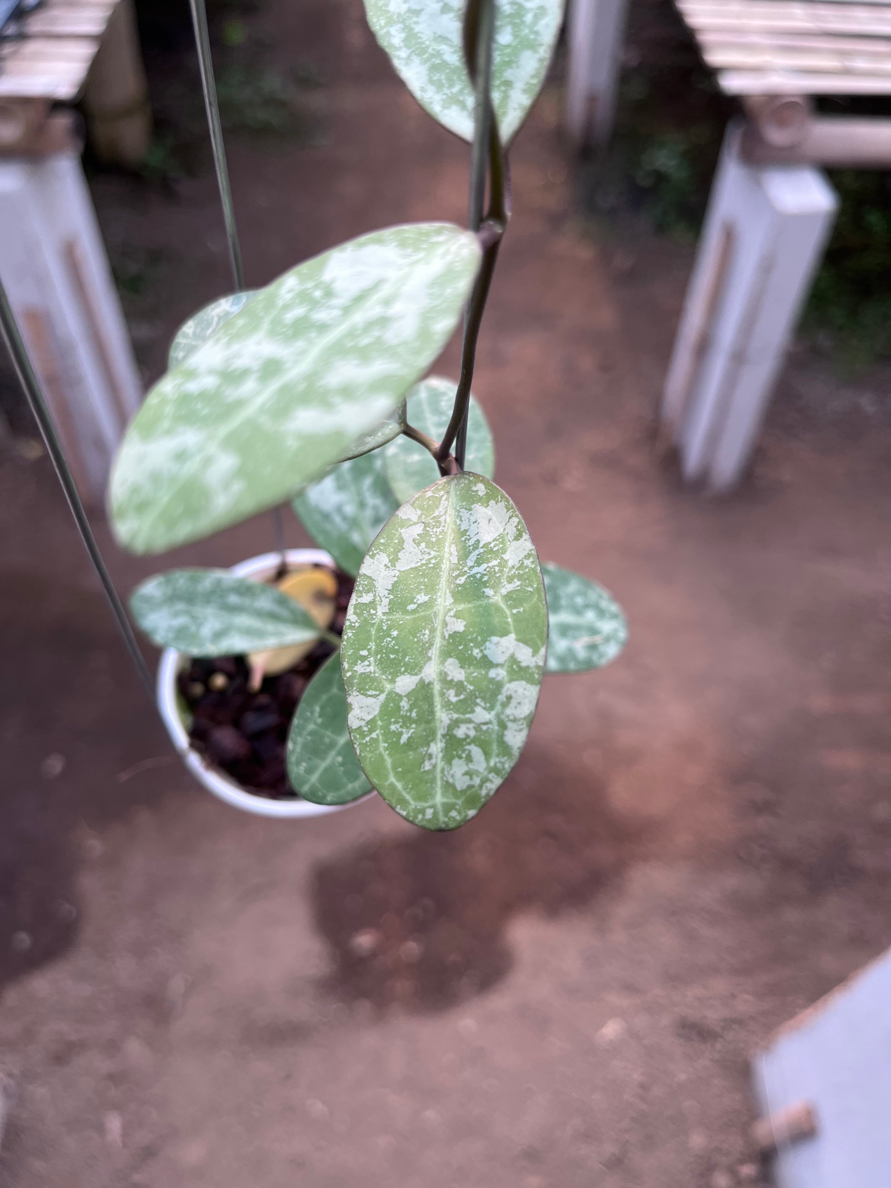 Hoya Elliptica High Splash