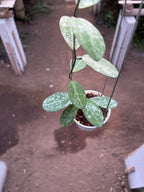 Hoya Elliptica High Splash
