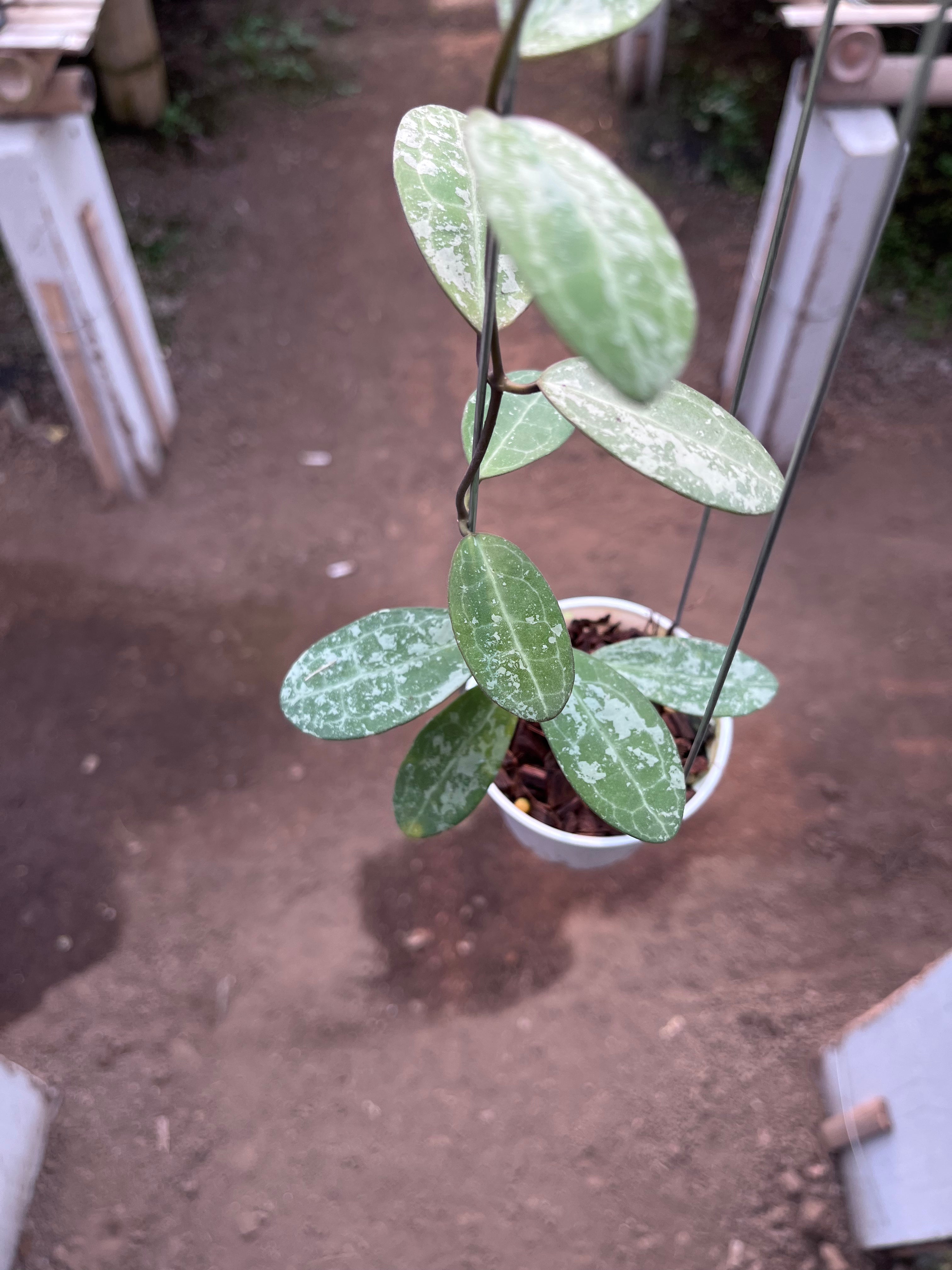 Hoya Elliptica High Splash