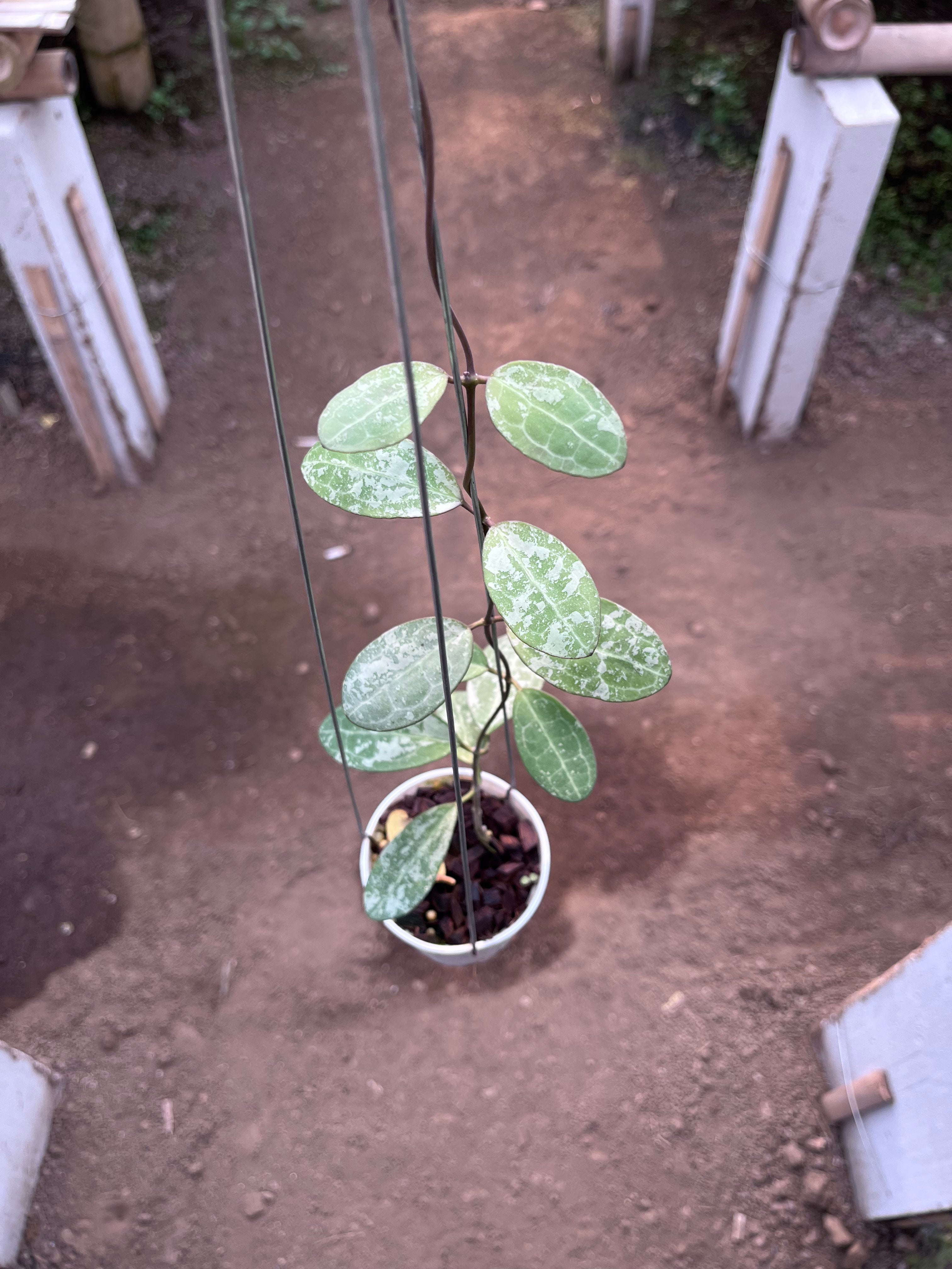 Hoya Elliptica High Splash