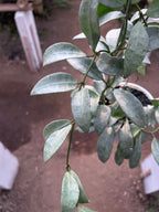 Hoya Lacunosa Silvana