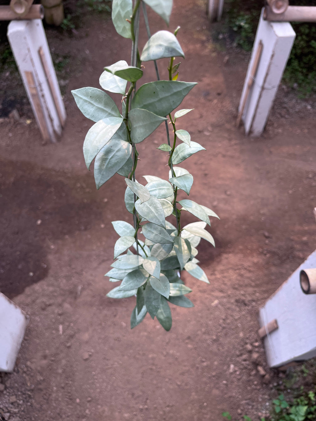 Hoya Lacunosa HSL