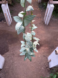 Hoya Lacunosa HSL